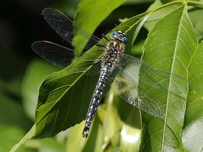 J18_0405 Brachytron pratense male.JPG